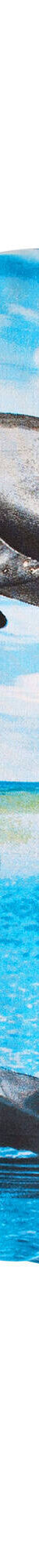 Linge de lit Flipper - polycoton (bleu) Linge de lit Flipper - polycoton (bleu)